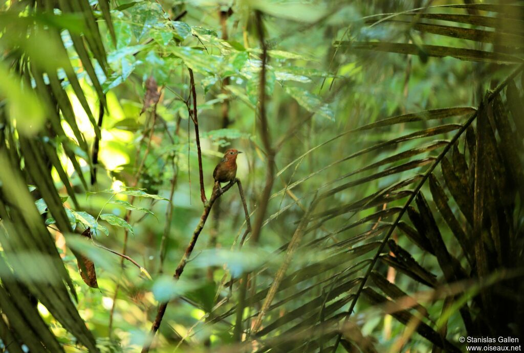 Musician Wren male adult