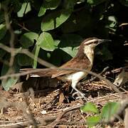 Bicolored Wren