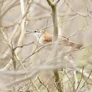 Superciliated Wren