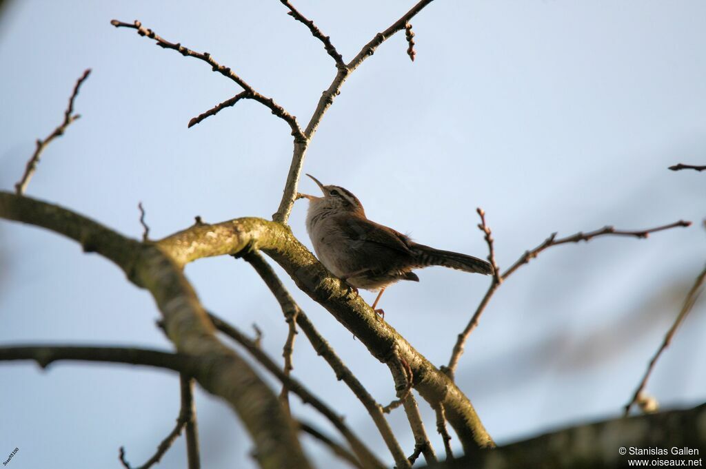 Bewick's Wrenadult breeding, song