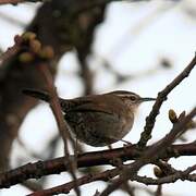 Bewick's Wren