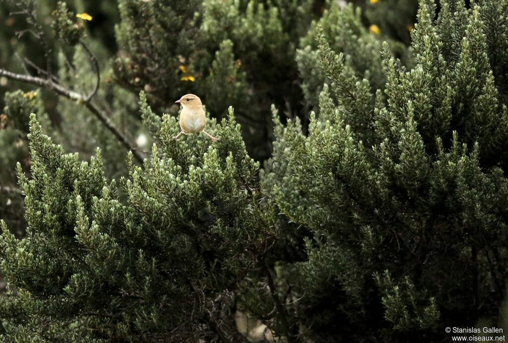 Grass Wren male adult breeding