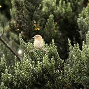 Grass Wren