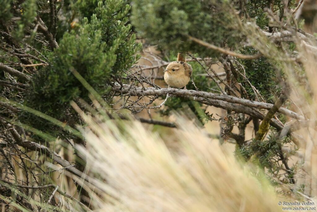 Grass Wren male adult breeding