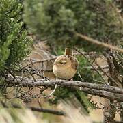 Grass Wren