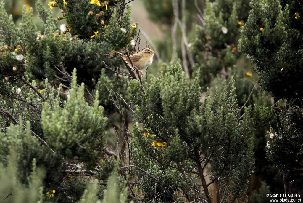 Grass Wren male adult breeding