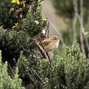 Grass Wren