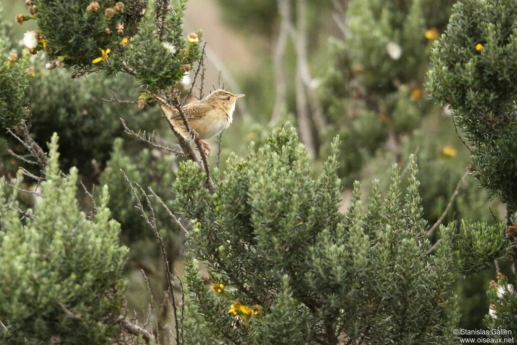 Grass Wren male adult breeding