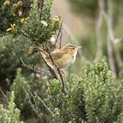 Grass Wren