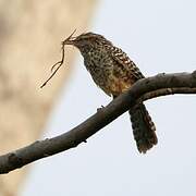 Fasciated Wren