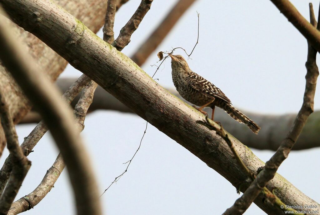 Fasciated Wren, Reproduction-nesting