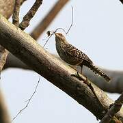 Fasciated Wren