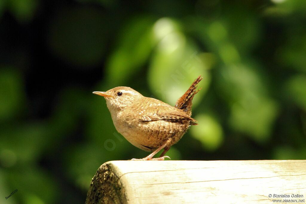 Troglodyte mignon mâle adulte nuptial