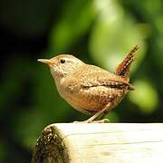 Eurasian Wren