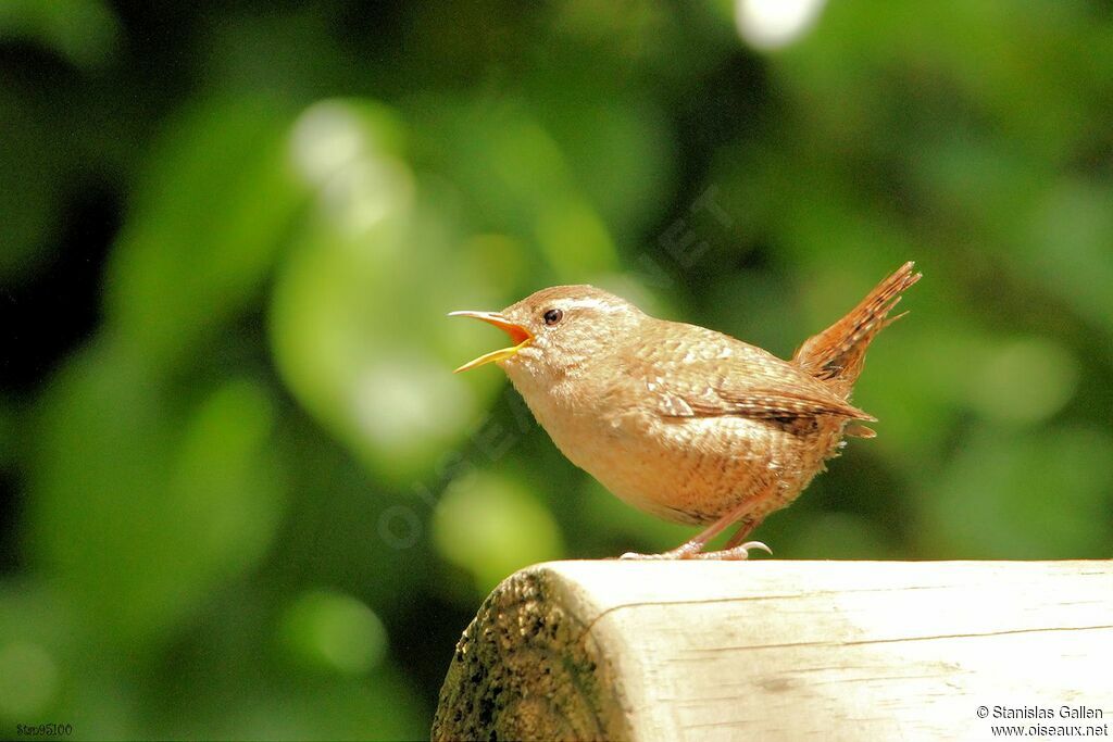 Eurasian Wren male adult breeding, song