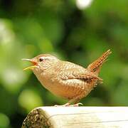 Eurasian Wren