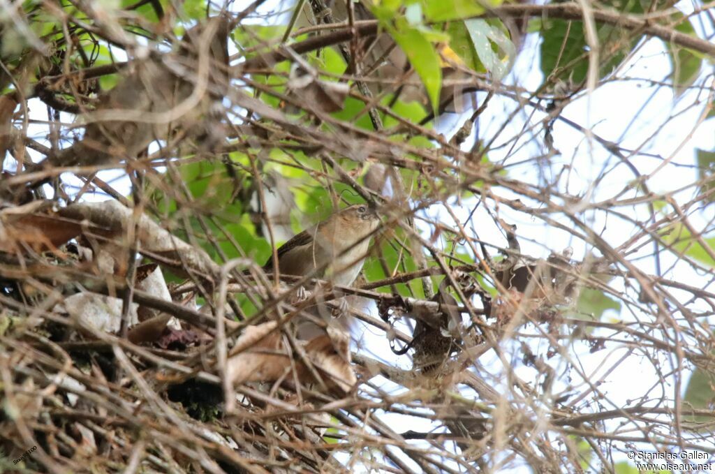 Mountain Wren male adult breeding