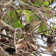 Mountain Wren