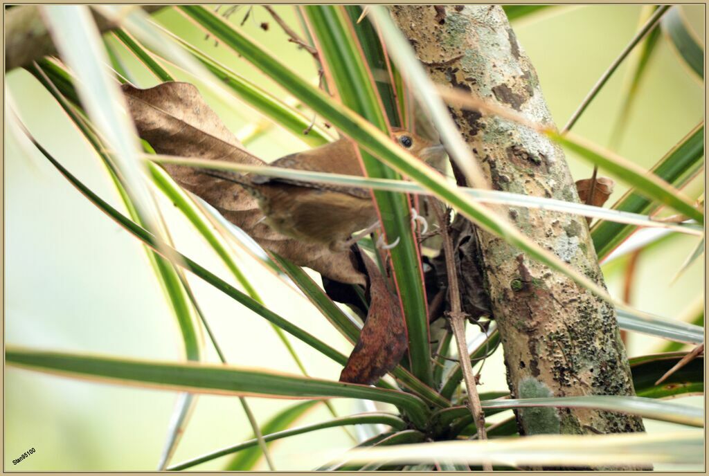 Troglodyte ocréadulte, pêche/chasse