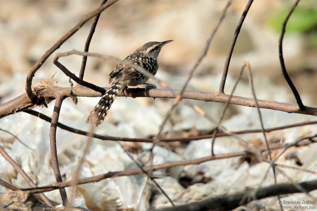 Stripe-backed Wrenadult