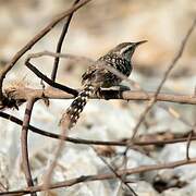 Stripe-backed Wren