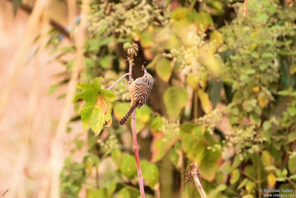 Band-backed Wrenadult breeding