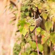 Band-backed Wren