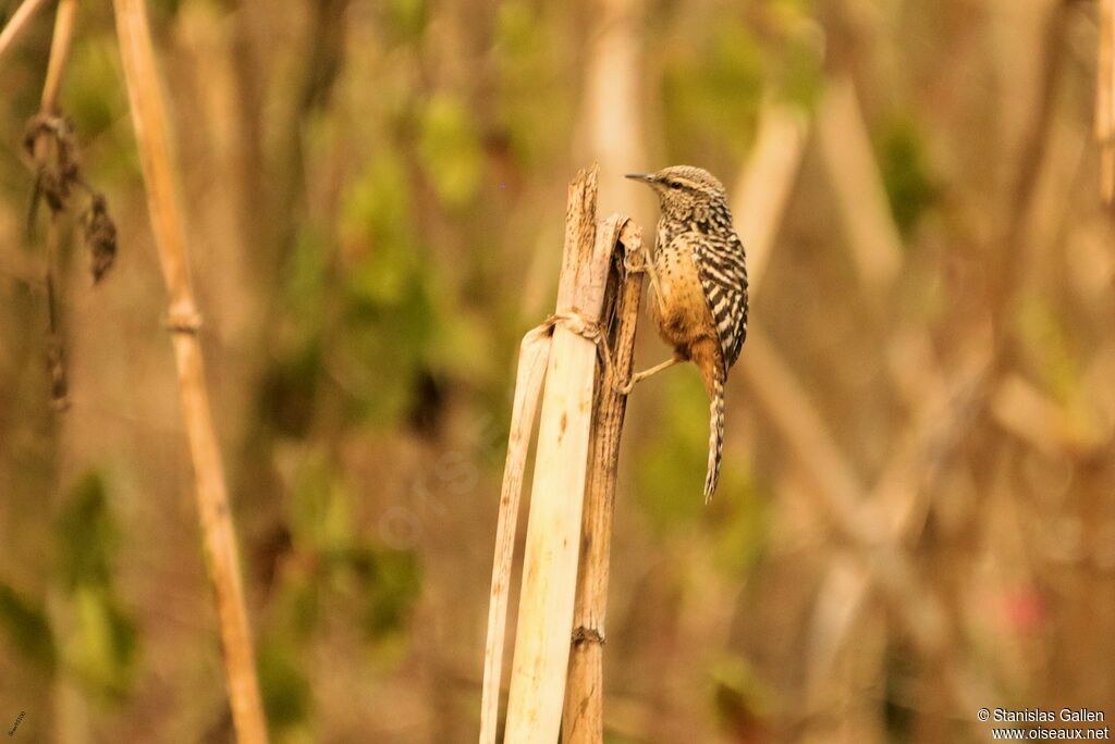 Band-backed Wrenadult breeding