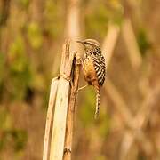 Band-backed Wren