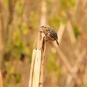 Band-backed Wren