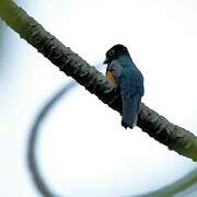 Gartered Trogon