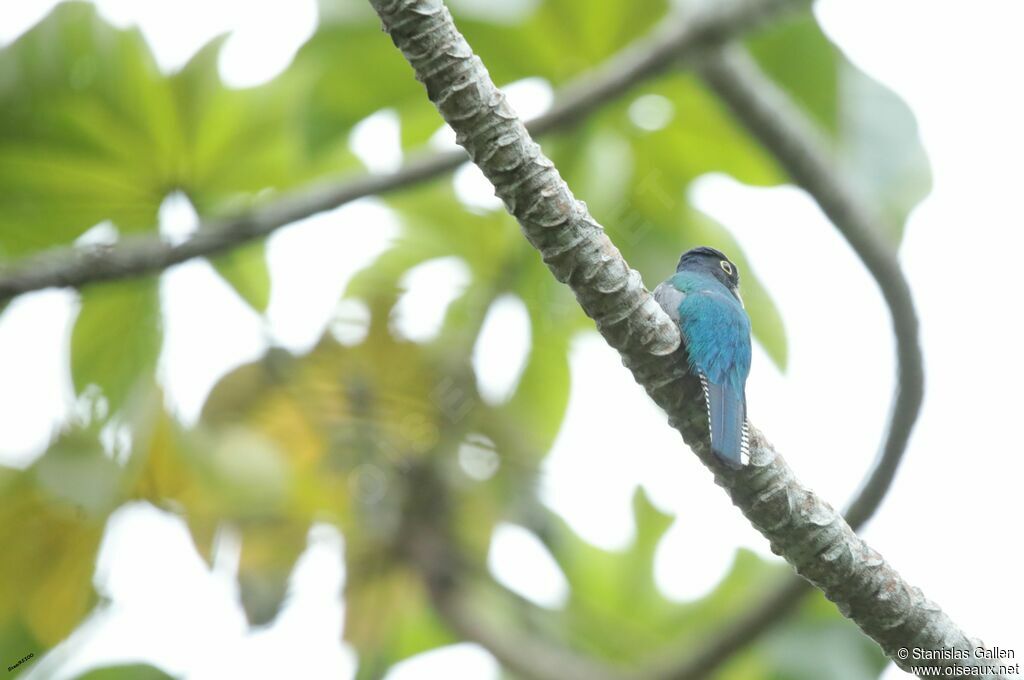 Trogon à lunettes jaunes mâle adulte nuptial