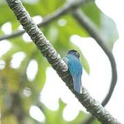 Gartered Trogon