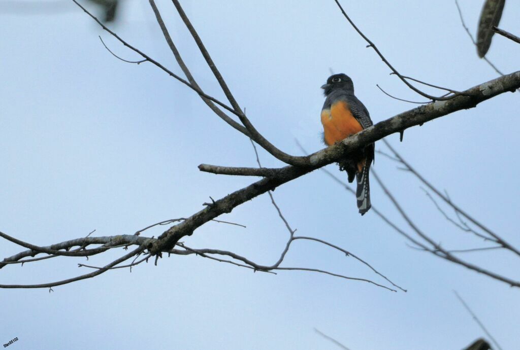 Trogon à lunettes jaunes femelle adulte