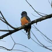 Gartered Trogon