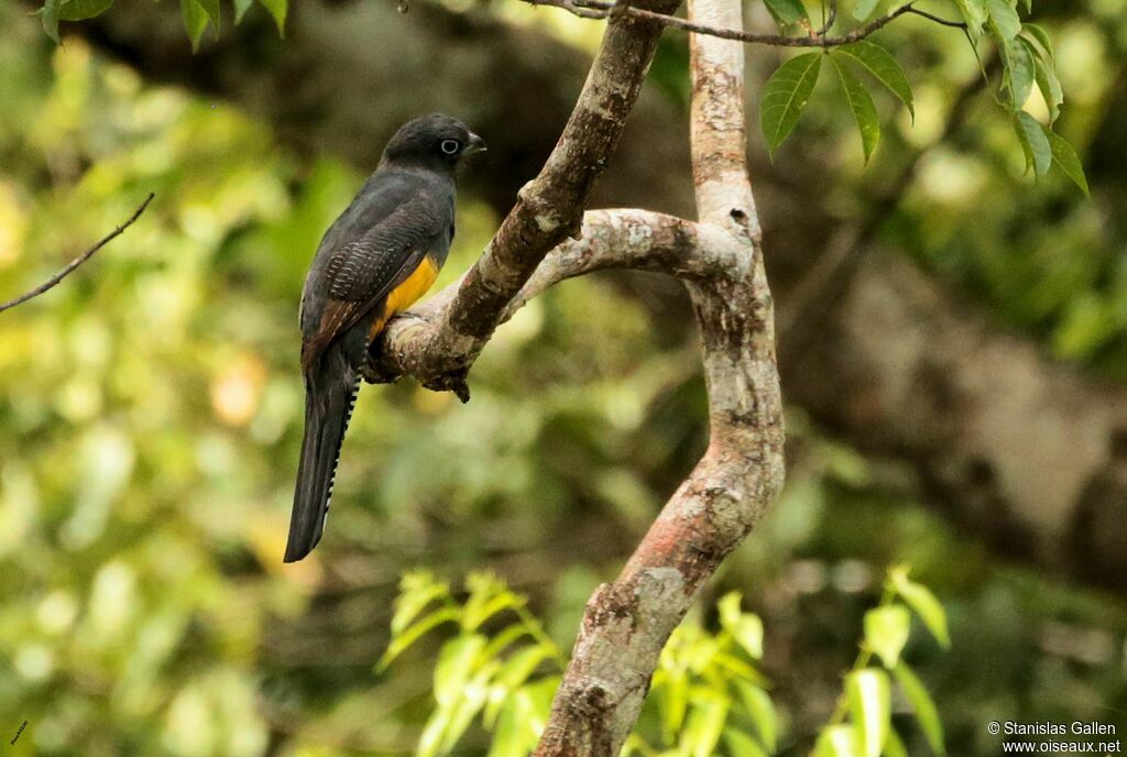 Green-backed Trogon female adult