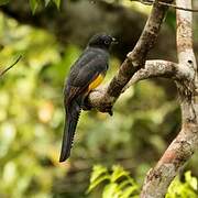 Trogon à queue blanche