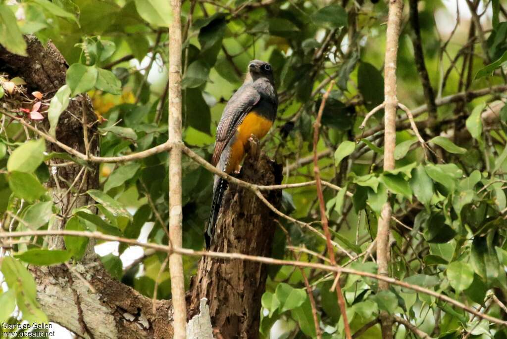 Green-backed Trogon female adult, habitat, pigmentation