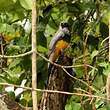 Trogon à queue blanche