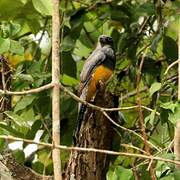 Trogon à queue blanche