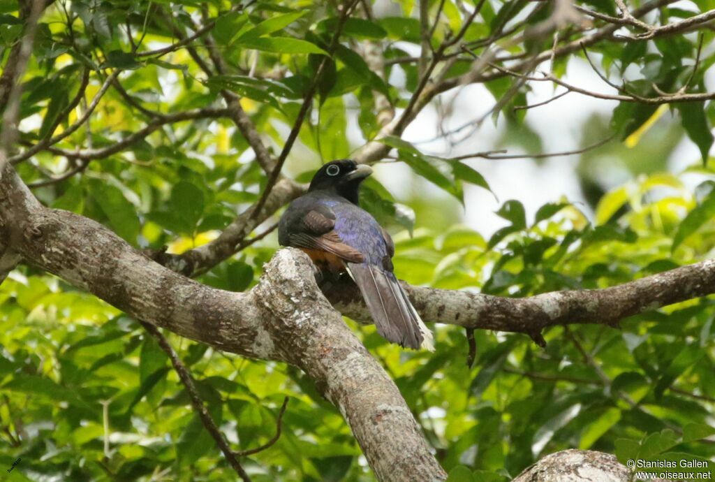 Trogon à queue blanche femelle adulte