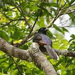 Trogon à queue blanche