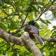 Green-backed Trogon