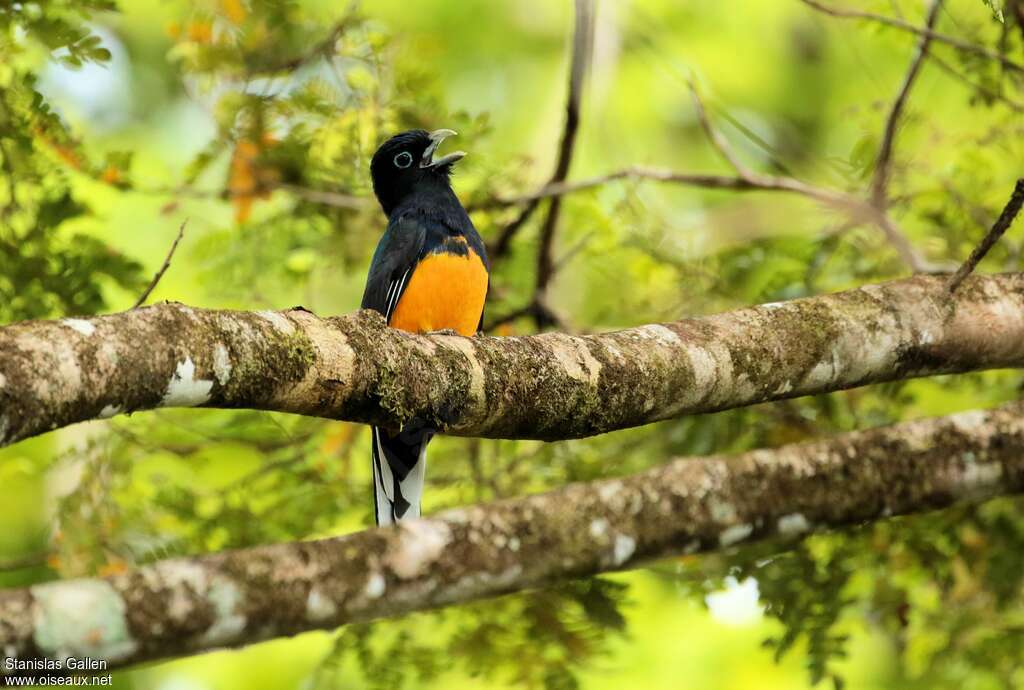 Trogon à queue blanche mâle adulte nuptial, habitat, chant