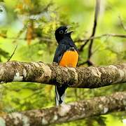 Green-backed Trogon