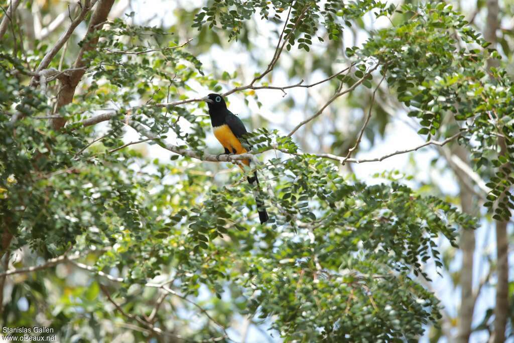 Trogon à tête noire mâle adulte nuptial, habitat