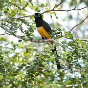 Trogon à tête noire