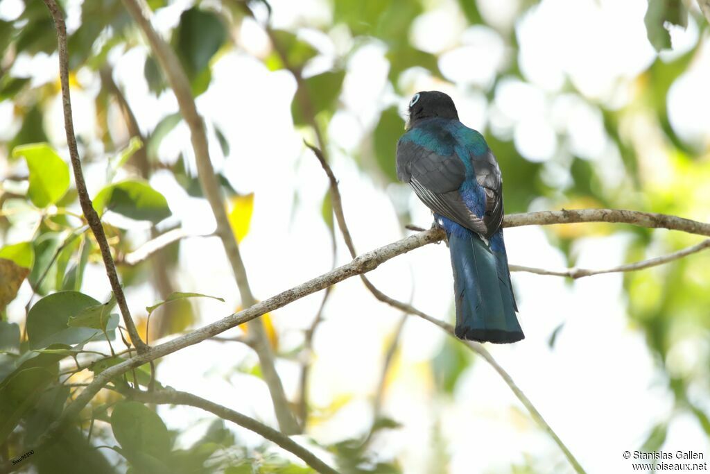 Trogon à tête noire mâle adulte, pigmentation