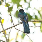 Trogon à tête noire