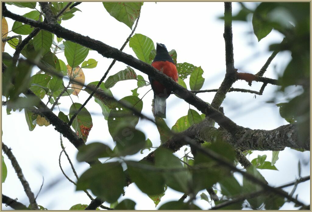 Trogon de Baird mâle adulte, chant